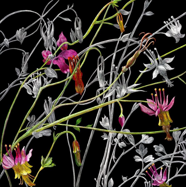 groupofcolumbines1500